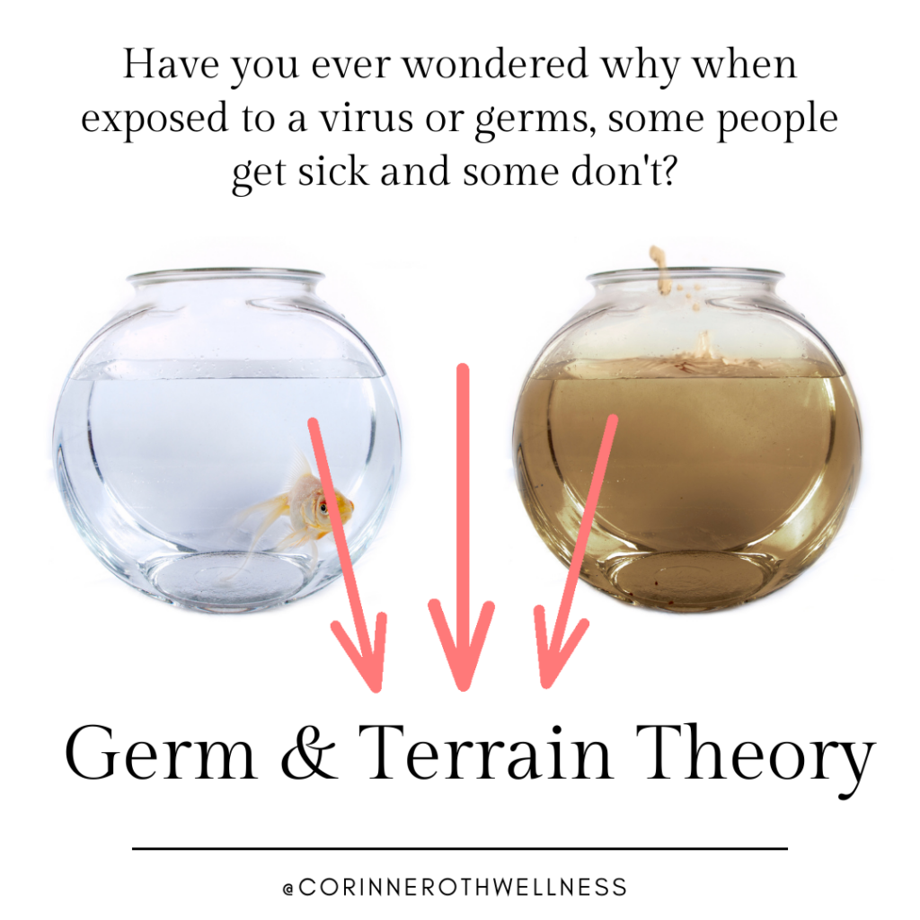 germ theory terrain theory